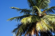 棕榈树局部图片