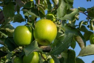 绿色苹果成熟图片