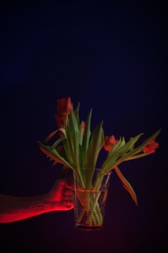 水培红色郁金香图片