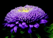 紫色翠菊图片