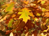 秋天金黄树叶图片