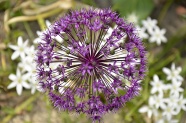 紫色洋葱花摄影图片