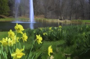 黄色水仙花风景图片