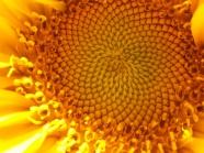 黄色向日葵花盘局部图片