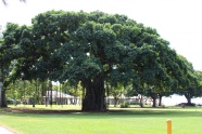绿色大榕树图片