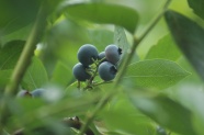 蓝莓果摄影图片