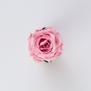 一朵粉色玫瑰图片