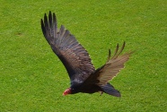 黑色老鹰展翅图片