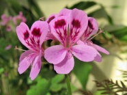 粉红色天竺葵花朵图片