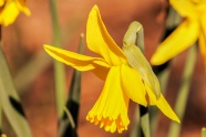 春天黄色水仙花图片