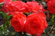 红玫瑰花朵观赏图片
