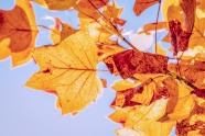 秋天黄树叶摄影图片