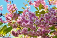 春天灿烂樱花图片