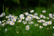 白色雏菊花摄影图片