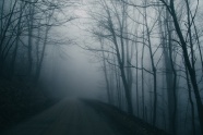 浓雾弥漫的树林图片