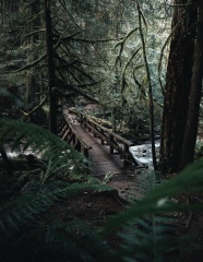 竖屏大自然森林风景图片