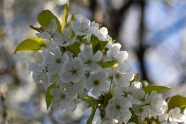 白色樱花花朵图片