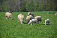 牧场羊群吃草图片