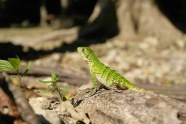 戈壁绿色蜥蜴图片
