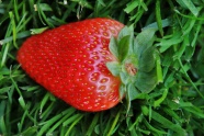 一颗鲜红草莓特写图片