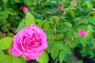 花园浪漫玫瑰花朵图片