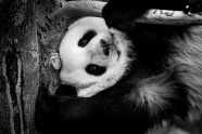 国宝熊猫黑白图片