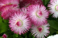 粉红色雏菊鲜花图片