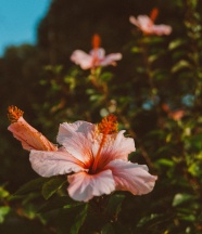 粉色朱瑾花图片