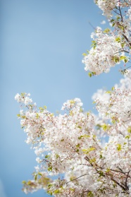 白色樱花唯美意境图片