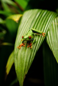 可爱绿色树蛙图片