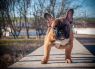 法国斗牛犬幼犬图片