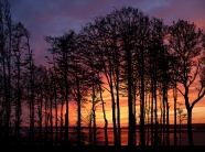 黄昏树木剪影风景图片
