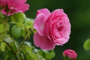 漂亮粉玫瑰绽放图片