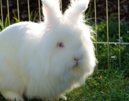 白色毛绒兔子图片