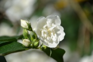 白色茉莉花朵摄影图片