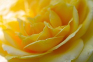 黄色玫瑰花局部特写图片