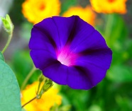 漂亮紫色喇叭花图片