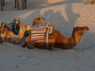 沙漠两只骆驼图片