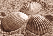 海滩海贝壳图片