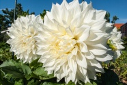 白色娇琴纱花朵图片