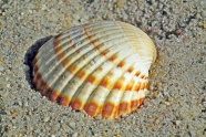 漂亮沙滩贝壳图片