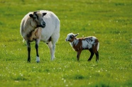 草地上两只绵羊图片