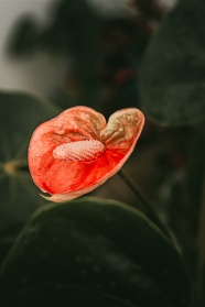 花烛鲜花特写图片