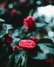 唯美红色茶花花朵图片