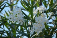夹竹桃白色花朵图片