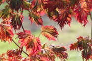 秋天红树叶摄影图片