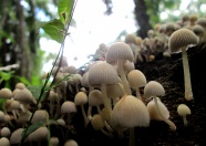 地面白色小蘑菇图片
