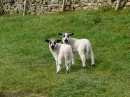 双胞胎羊羔图片
