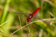 一只漂亮红蜻蜓图片