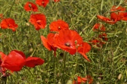 大红色罂粟花花朵图片